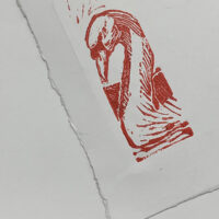 Onagre – Image 6